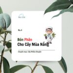 Bón Phân Cho Cây Mùa Nắng