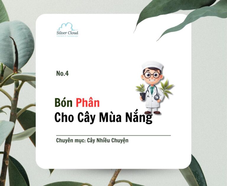 Bón Phân Cho Cây Mùa Nắng