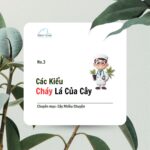 Các Kiểu Cháy Lá Của Cây