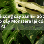 Cà phê cùng cây xanh – Số 1: Tại sao cây Monstera lại có thuỳ và lỗ? P1