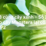 Cà phê cùng cây xanh – Số 1: Tại sao cây Monstera lại có thuỳ và lỗ? P2