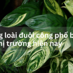 Những loài đuôi công phổ biến trên thị trường hiện nay